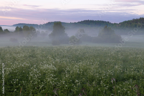 Foggy June dawn in the fields of South Karelia. Russia