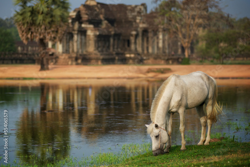 Horse around the grounds of Angkor Way, Cambodia.