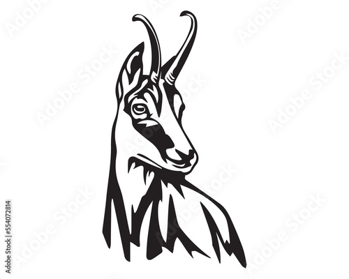 Vector New Zealand CHAMOIS deer head | Any changes can be possible 