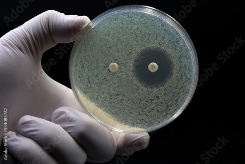 A doctor's or researcher's hand holding a Petri dish with a culture of bacteria on which an antibiotic disc test is performed. Antimicrobial resistance concept