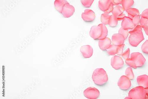 Beautiful pink rose flower petals on white background, top view