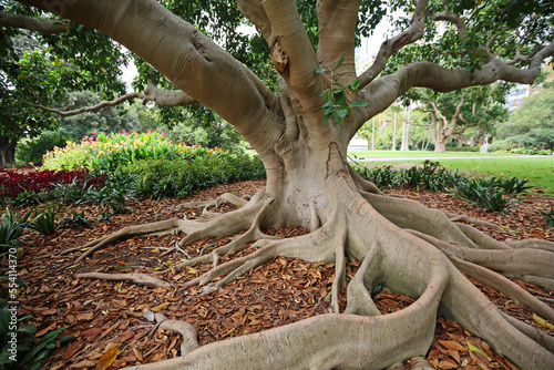 Moreton Bay Fig Tree - Australia