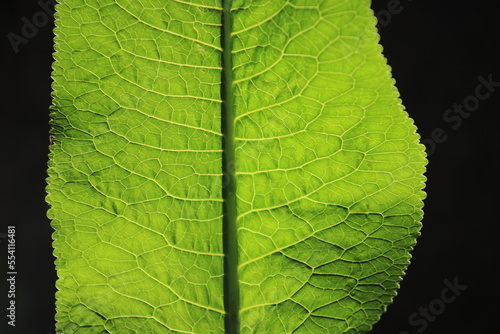 Horseradish (Armoracia rusticana) - close up of green leaf with innervation
