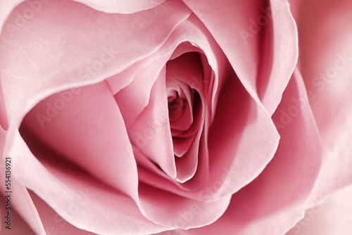 Erotic metaphor. Rose bud with petals resembling vulva. Beautiful flower as background, closeup