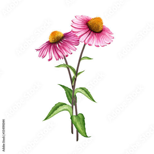 Echinacea herb realistic watercolor illustration. Hand drawn botanical Echinacea purpurea plant with purple flower, green leaves element. Medical natural treatment herb.