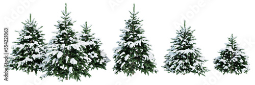 Collection of Christmas trees in the snow isolated on transparent background. Realistic 3D render. 3D illustration.