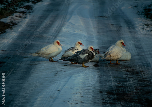 Kaczki, które na wiejskiej, zimowej drodze ogrzewały się wspólnie.