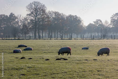 Countryside landscape in winter, Low flat land with white morning frost, Typical Dutch polder with small canal or ditch and group of sheeps, Fog and mist covered on the green grass field, Netherlands.