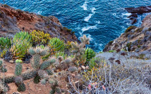 Cactaceous plants of the Pacific coast of Punta Brava in Ensenada Baja California, Mexico.