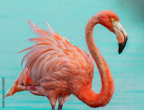 flamingo rosa de frente