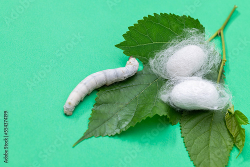 Silkworm make cocoon on green mulberry leaf