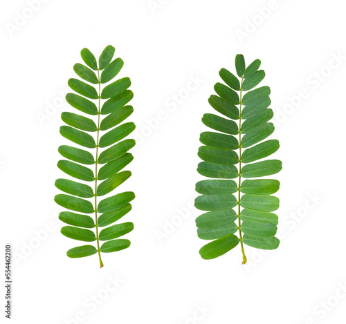 tamarind leaves isolated on transparent png