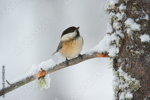 Willow tit in winter