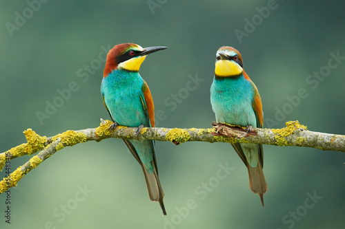 Two beautiful European bee-eaters (Merops apiaster)