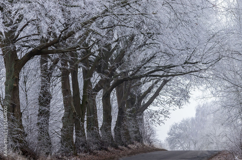 Szpaler drzew nad drogą pokryty białym szronem.