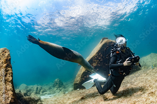 young sea lion playing with a scuba diver in La Paz Baja California
