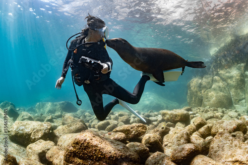 young sea lion playing with a scuba diver in La Paz Baja California