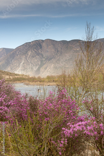 The rhododendron Ledebura pink blossom in may in the Altai mountains