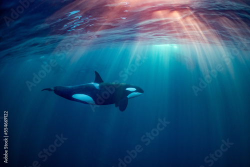 orcas or killer whales in Kvænangen fjord in Norway hunting for herrings