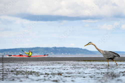 Great Blue Heron walking on the beach at low tide with a kayaker on Puget Sound in the background, Seattle, WA 