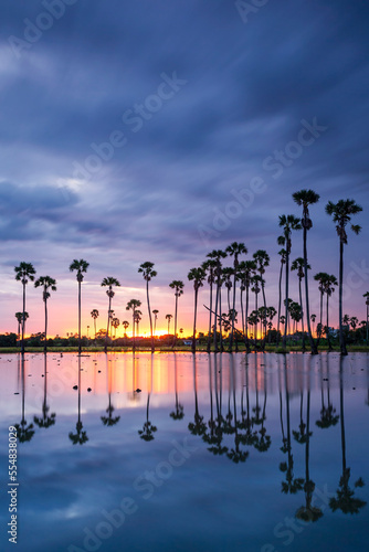 Silhouette shot of sugar palm trees on water reflection in the beautiful sunrise at Dongtan Sam Khok, Pathum Thani, Thailand