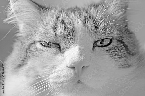 White and gray cat looking straight at the camera