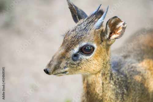 Portrait of a Kirk's dik-dik. Animal close-up. Small antelope species. Madoqua kirkii. 