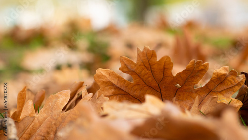 liście dębu na ziemi jesień