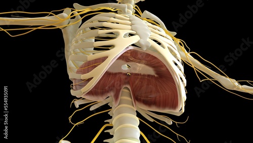 Diaphragm Muscle anatomy for medical concept 3D rendering