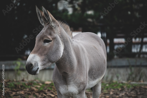 osioł