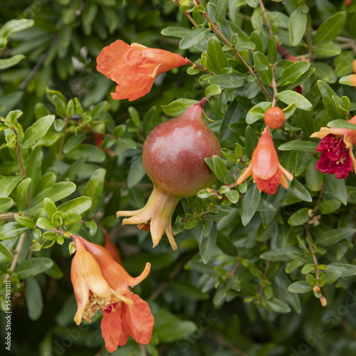 Grenadier en fleurs