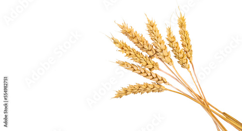 spikelets of wheat isolate on white background. Selection focus. food.