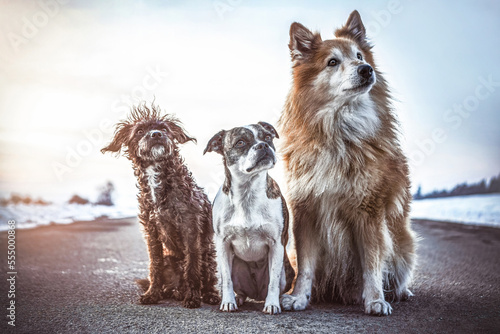 Portrait of three dogs in front of a snowy landscape in winter outdoors during sundown