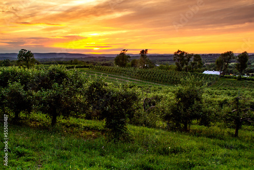 Warwick, NY - USA - June 2, 2018 Horizontal view of an orchard in the Warwick Valley during sunset.