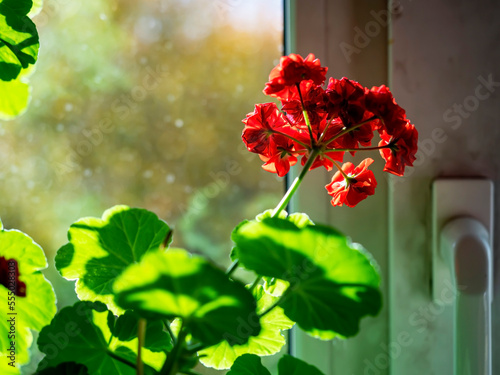 double red geranium flowers on a blurry background