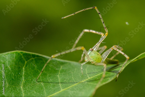 Spiders in nature, on leaf green