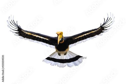 Great hornbill flying isolated on transparent background.