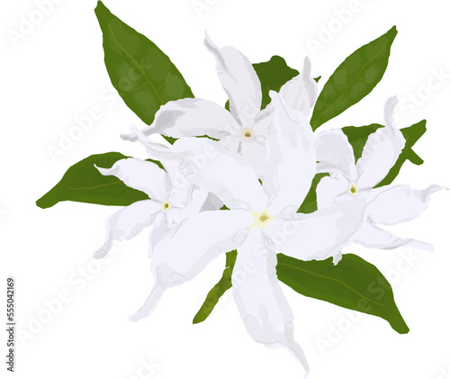 Star Jasmine vine also called Confederate jasmine