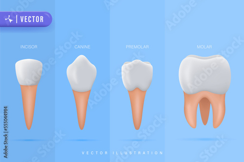 Teeth Types Vector Illustration. Various Healthy Human Tooth Collection. Oral Mouth Stomatoligical Elements Comparison. Anatomical Incisor, Canine, Premolar and Molar Visual Shape Differences