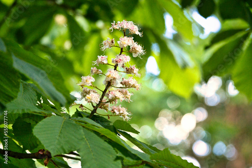 chestnut blossom on the branch of a chestnut tree. White flowers on the dagger