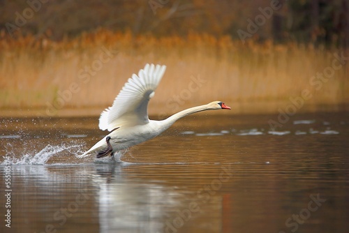 Łabędź niemy (Cygnus olor), biegnący po tafli jeziora,...