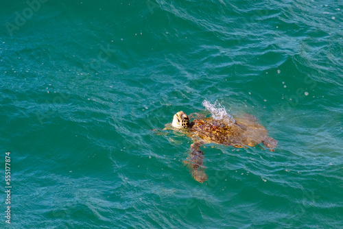 Green turtle emerging from the water to take a breath spotted at Noosa Heads, Pacific Ocean, Queensland Australia