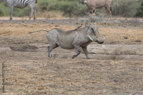 The Common Warthog (phacochoerus africanus) with a red-billed oxpecker (Buphagus erythrorhynchus) on its back. 