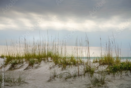 Grass on the sand dunes at the beach on Anna Maria Island, Florida