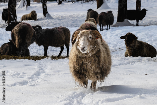 owce zimowy spacer zima wieś śnieżna mroźna zima boże narodzenie słońce promienie 