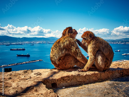 małpy na Gibraltarze