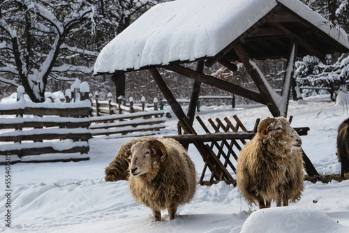 owce zima śnieg mróz wieś