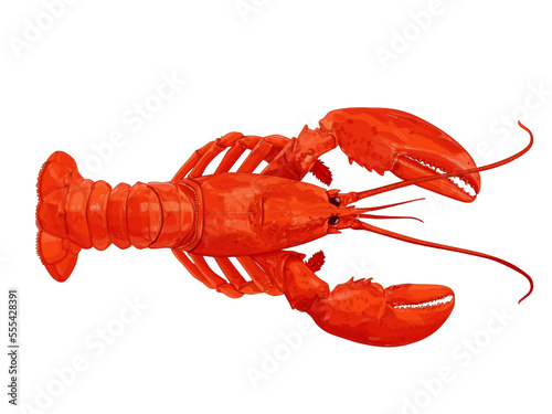 Beautiful lobster vector illustration background isolated on white background.