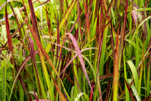 Imperata cylindrica 'Red Baron'