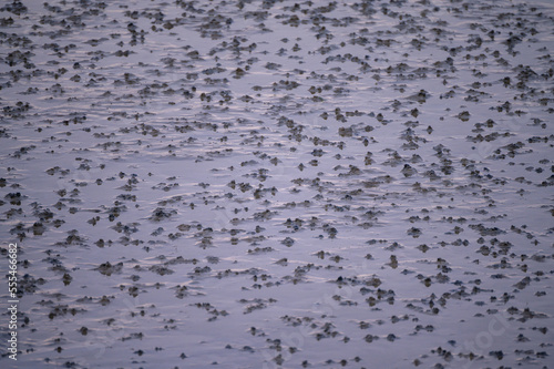 Piles of sand in the silt created by molluscs and other wadden sea fauna